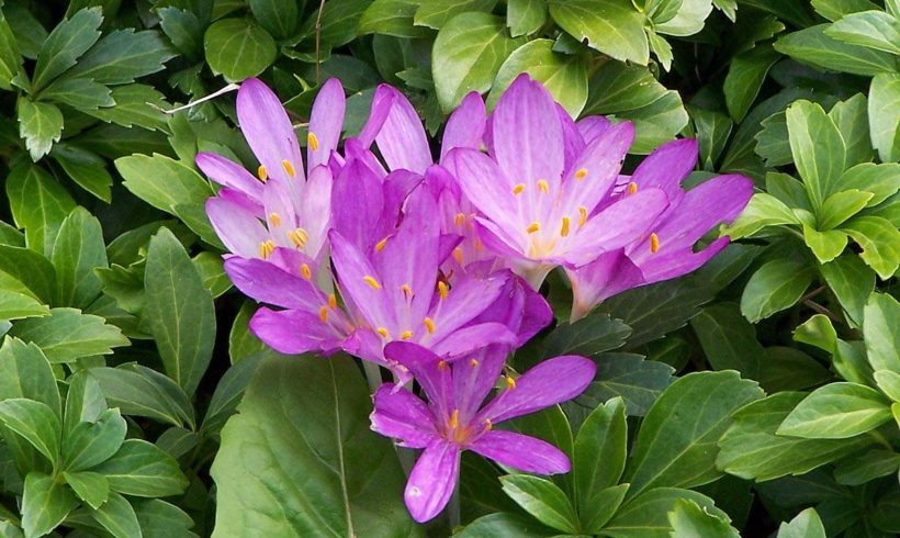 Di Natura si muore Di Natura si muore