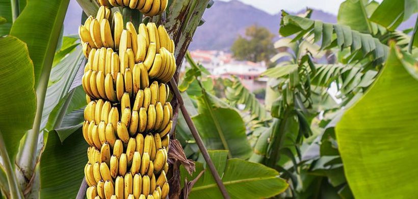 Banane (niente ironia!) Banane (niente ironia!)