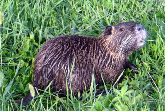 Nutrie: e se le mangiassimo? Nutrie: e se le mangiassimo?