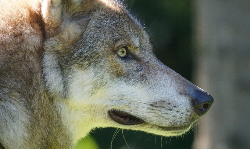Il lupo è tornato Il lupo è tornato