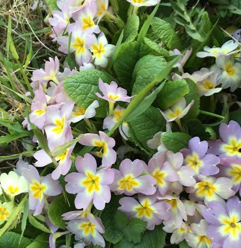 Un divertimento anche letterario: Le “cure di primavera” del giardino dopo l’inverno Un divertimento anche letterario: Le “cure di primavera” del giardino dopo l’inverno
