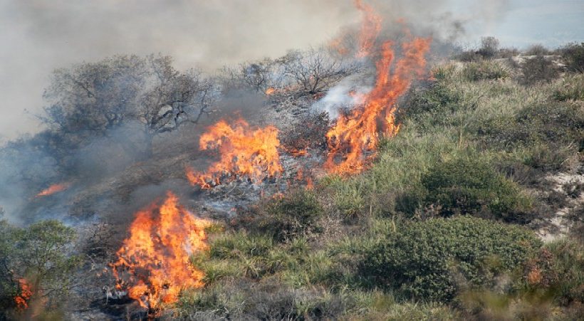 Brevi appunti naturalistici sugli incendi boschivi