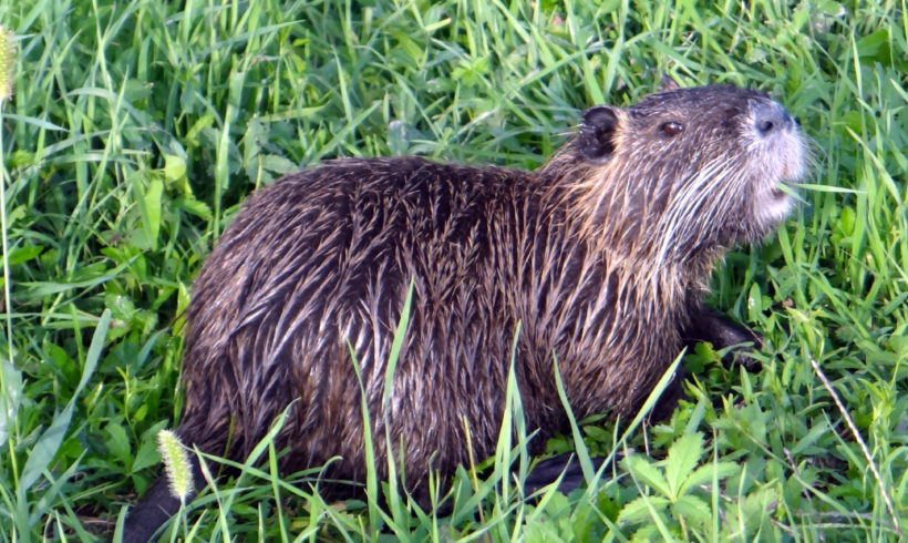 Nutrie: e se le mangiassimo? Nutrie: e se le mangiassimo?