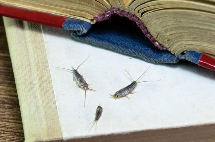 Pesciolini d’argento e millepiedi Pesciolini d’argento e millepiedi
