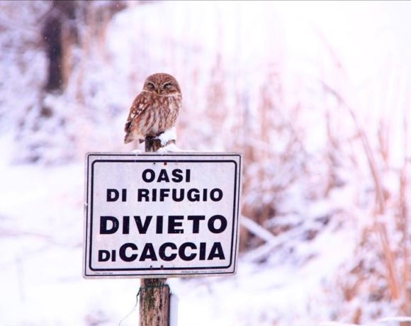 La civetta