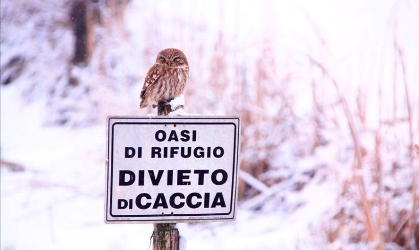 La civetta La civetta