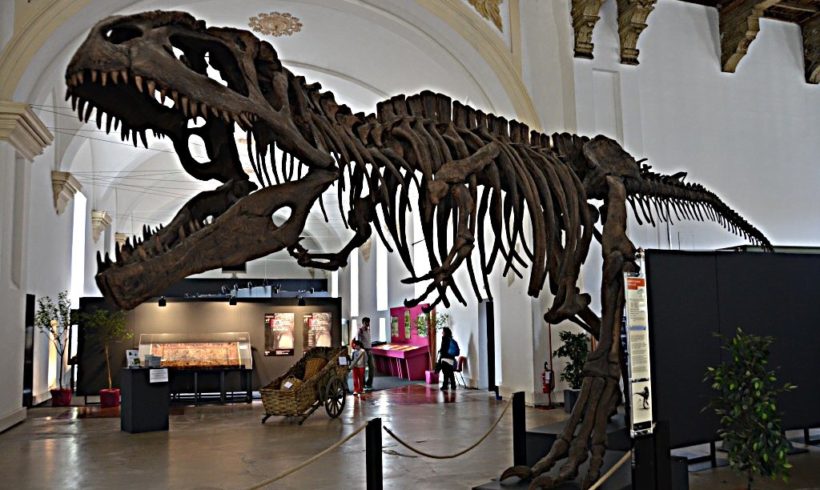 Incontri online sull’ambiente con il Museo Regionale delle Scienze Naturali di Torino Incontri online sull’ambiente con il Museo Regionale delle Scienze Naturali di Torino