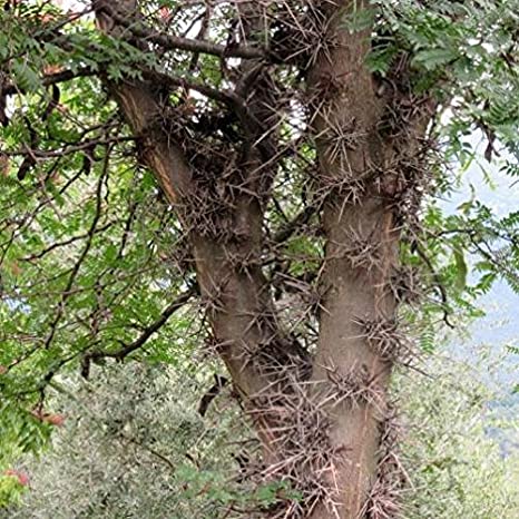 Giuda per botanici Giuda per botanici