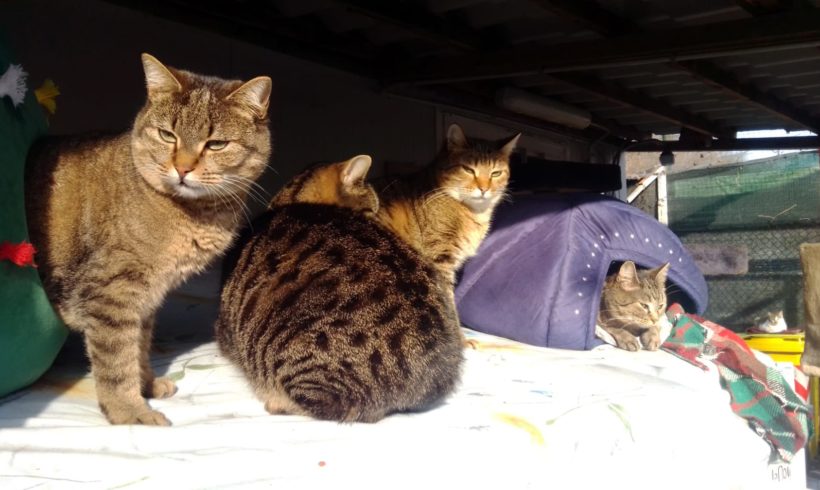Volontariato, gatti e … buoni propositi Volontariato, gatti e … buoni propositi